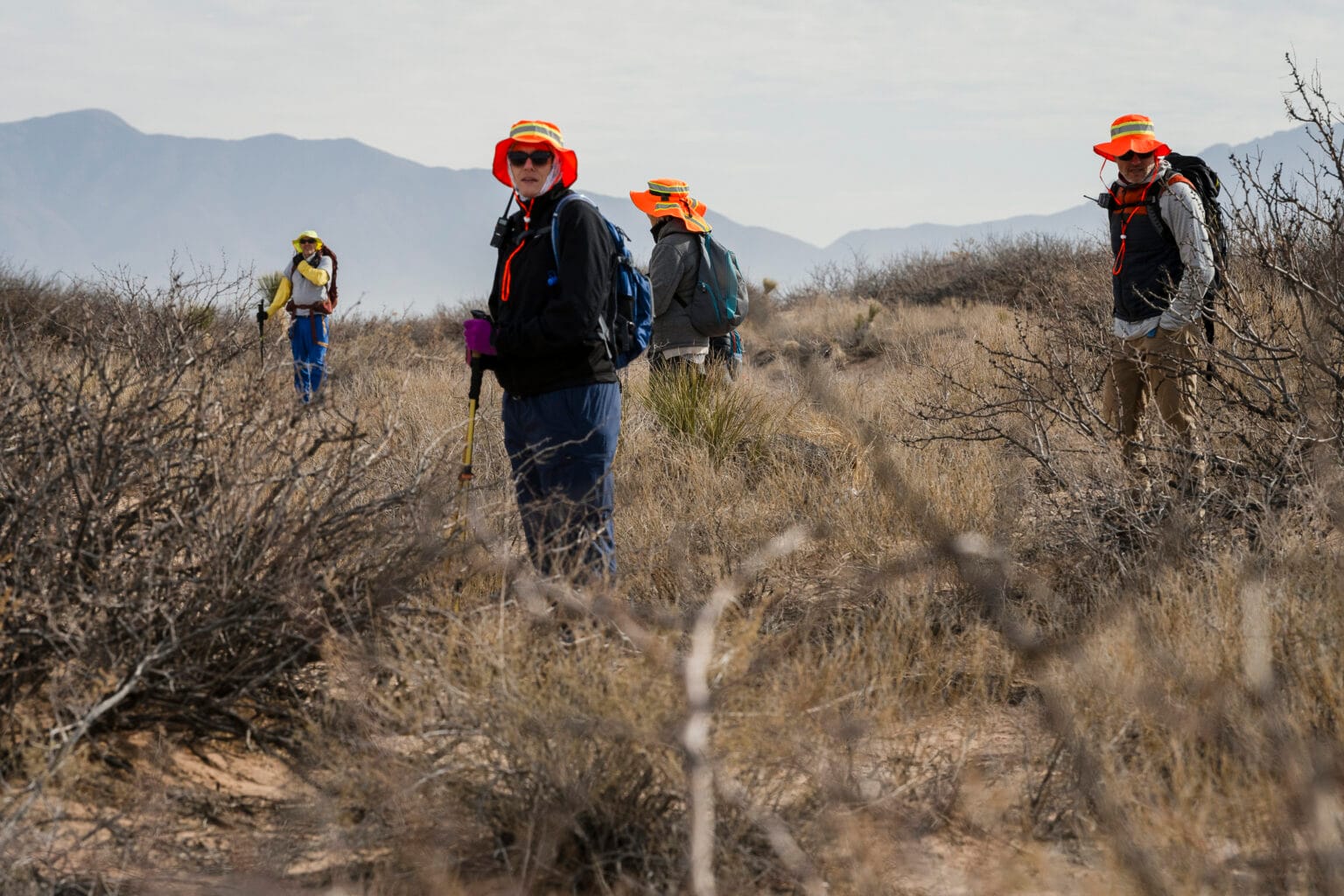 Volunteers wearing sun hats and backpacks walk in a line across dry desert brushland, scanning the ground for migrant remains beneath an overcast sky.