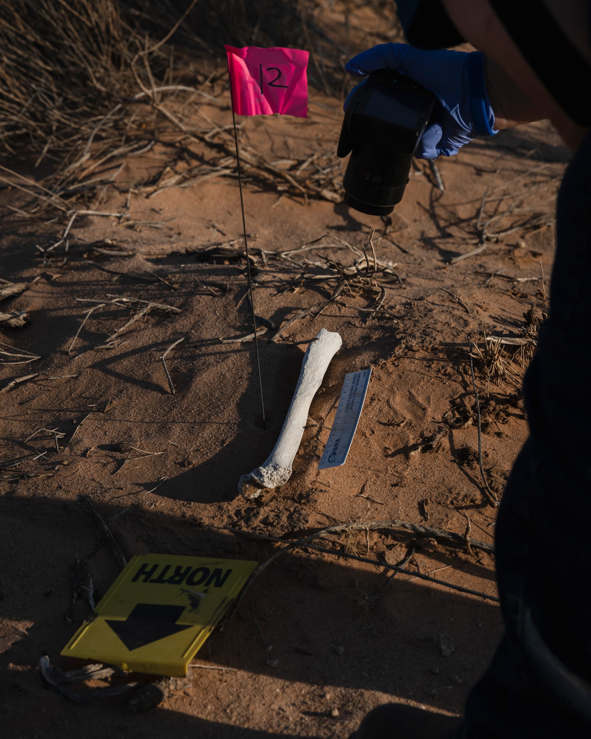 A gloved field investigator photographs a sun-bleached human bone partially buried in desert sand, marked with a pink evidence flag, ruler, and directional sign labeled "NORTH."