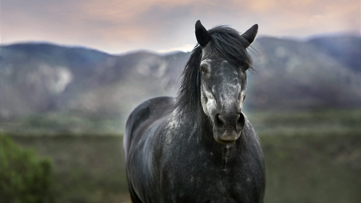 Doña Ana County horse linked to first confirmed case of equine herpes in New Mexico