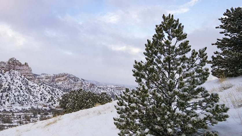 BLM drops Christmas tree and firewood permit fees to $1 through January