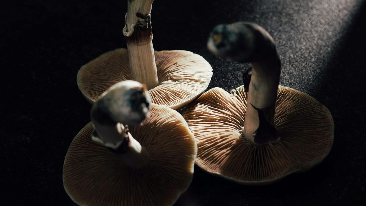 What to know about New Mexico’s medical psilocybin program