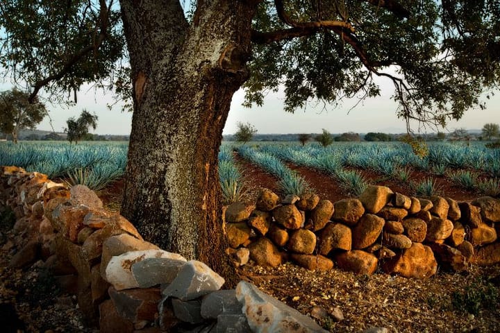 Aliento a Tequila exhibit opens May 2 at Branigan Cultural Center