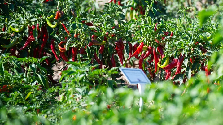 Red chile peppers growing on green plants in a field at New Mexico State University’s Agricultural Science Center.