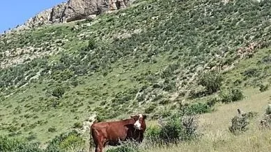 A lone brown and white cow grazes on green grass and shrubs at the base of a rocky hillside in the McGregor Range.
