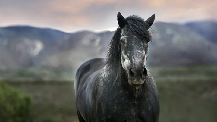Close-up of a dark gray horse standing in an open landscape with mountains blurred in the background under a soft evening sky.