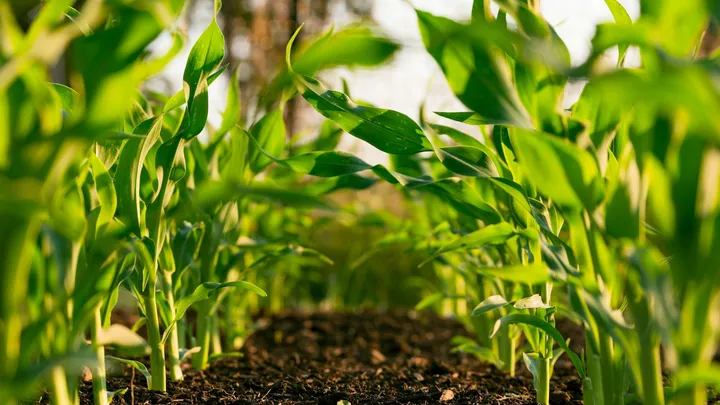 Close-up of young corn plants growing in a field.